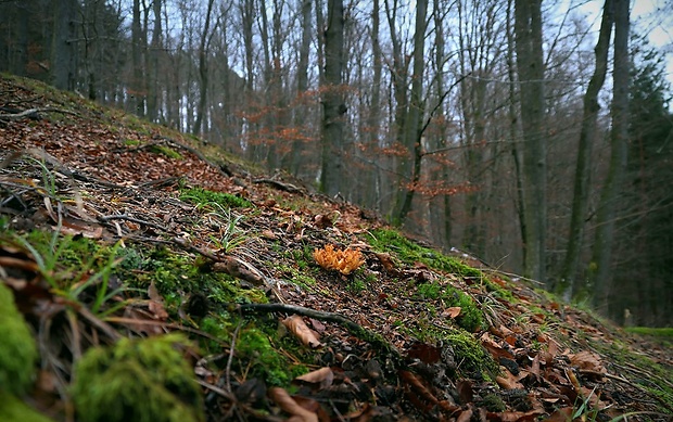 strapačka - biotop Ramaria sp.