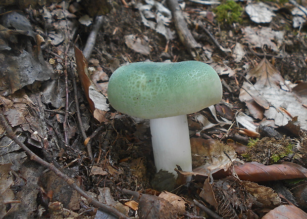 plávka zelenkastá Russula virescens (Schaeff.) Fr.