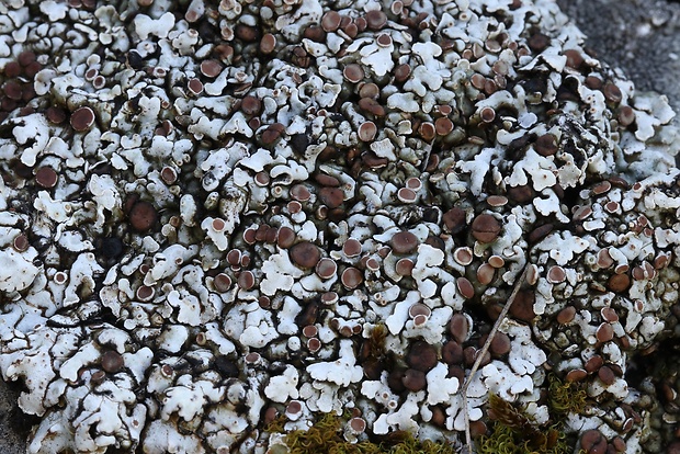 skvamarína chrupkovitá Squamarina cartilaginea var. cartilaginea (With.) P. James