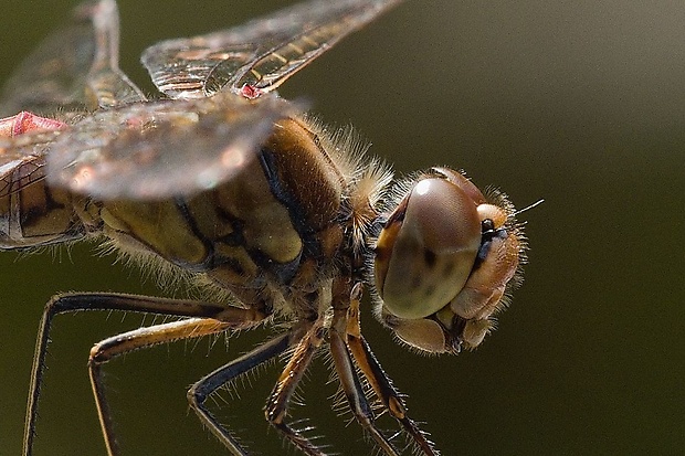 vážka pestrá Sympetrum striolatum