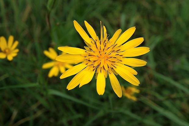 kozobrada lúčna Tragopogon pratensis L.