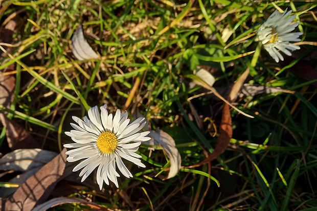 sedmokráska obyčajná   Bellis perennis L.