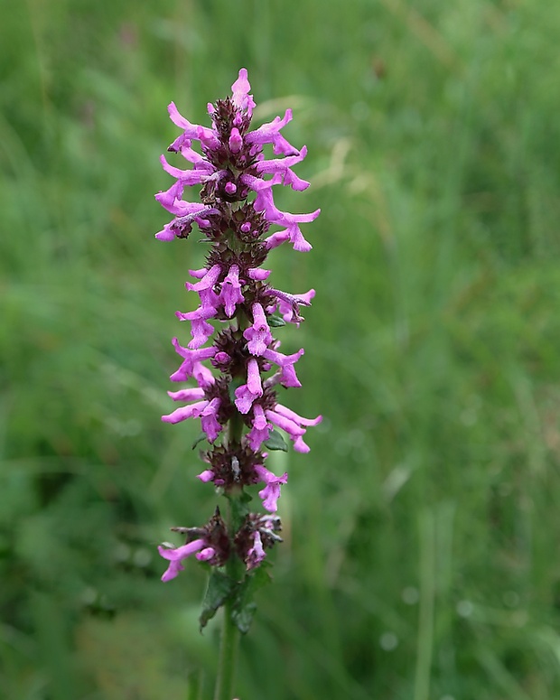 betonika lekárska Betonica officinalis L.