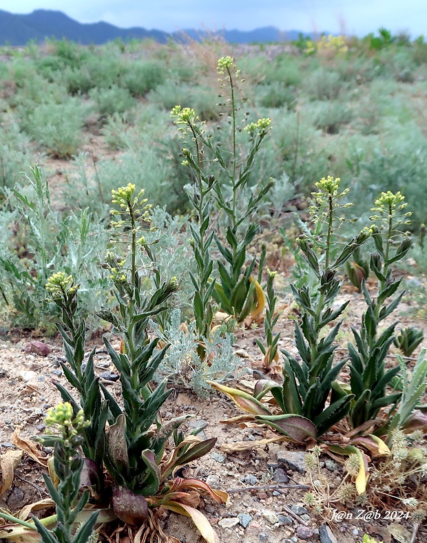 ľaničník maloplodý Camelina microcarpa Andrz. ex DC.