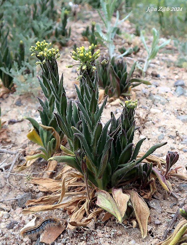 ľaničník maloplodý Camelina microcarpa Andrz. ex DC.