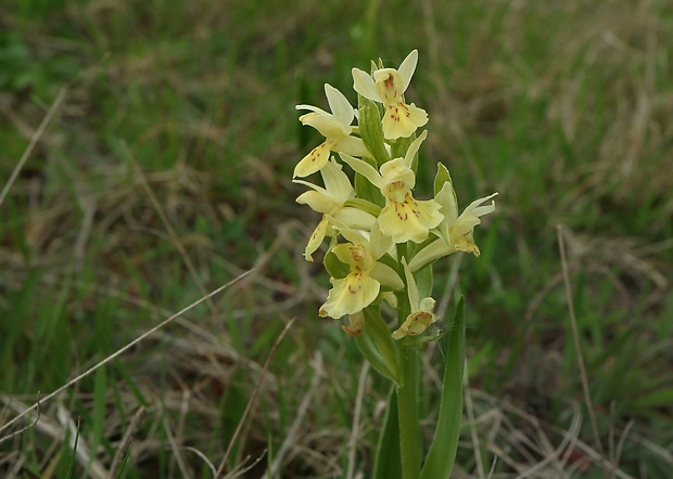 vstavačovec bazový Dactylorhiza sambucina (L.) Soó