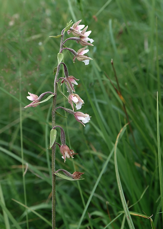 kruštík močiarny Epipactis palustris (L.) Crantz