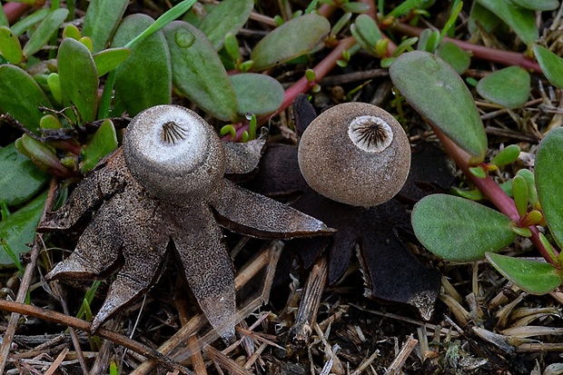 hviezdovka drsná Geastrum campestre Morgan