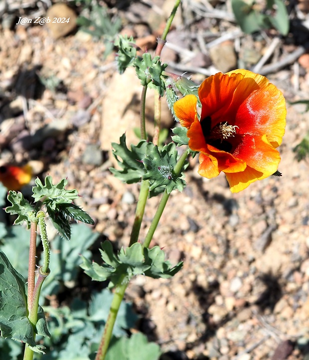 rohatec Glaucium elegans Fisch. & C.A. Mey.