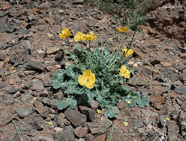 rohatec Glaucium fimbrilligerum (Trautv.) Boiss.)