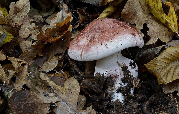 šťavnačka plávkovitá Hygrophorus russula (Schaeff.) Kauffman