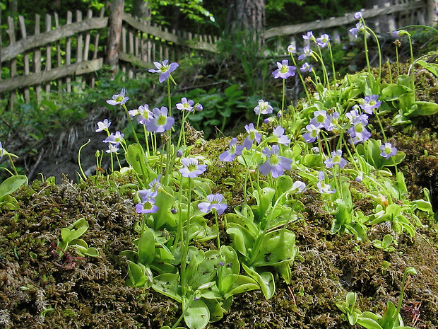 tučnica Pinguicula crystallina subsp. hirtiflora (Ten.) Strid