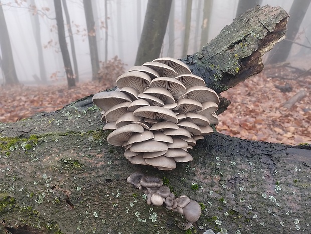 hliva ustricovitá Pleurotus ostreatus (Jacq.) P. Kumm.