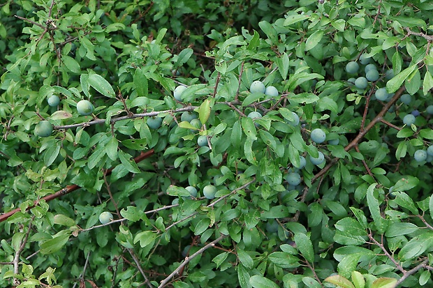 trnka obyčajná Prunus spinosa L.