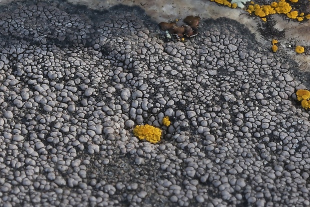 zemepisník Rhizocarpon disporum (Nägeli ex Hepp) Müll. Arg.