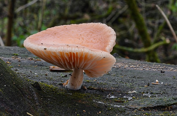 červenáčik obyčajný Rhodotus palmatus (Bull.) Maire