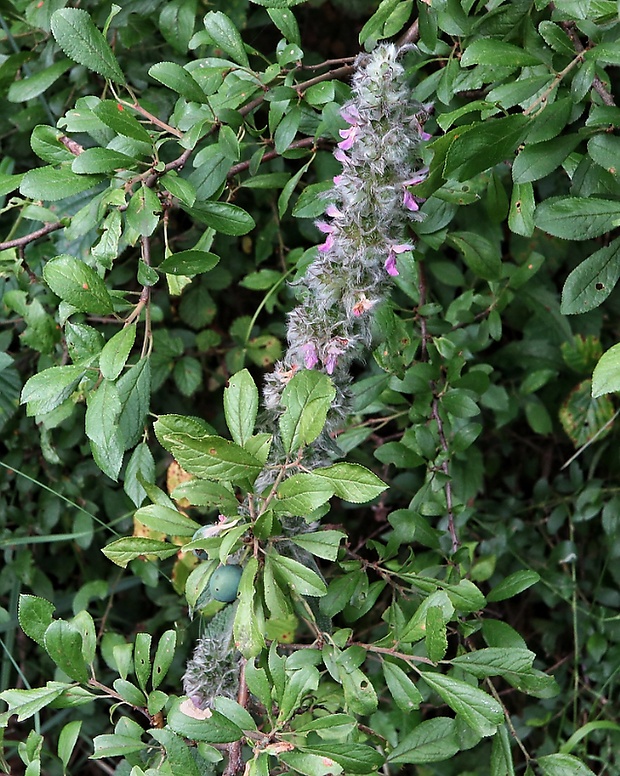 čistec nemecký Stachys germanica L.