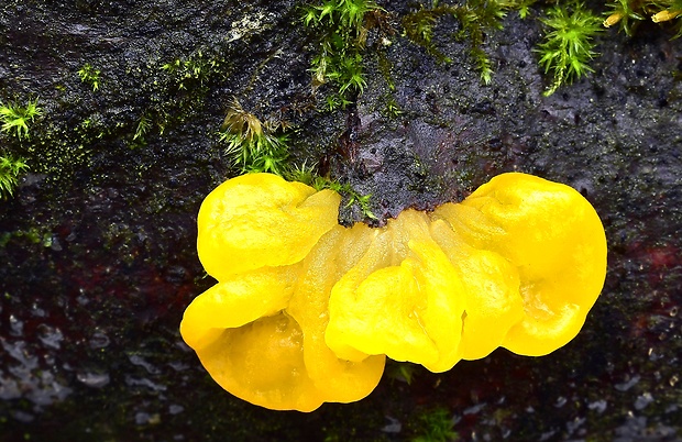 rôsolovka zlatožltá Tremella mesenterica Retz.