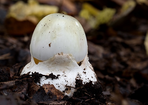 muchotrávka zelená Amanita phalloides (Vaill. ex Fr.) Link