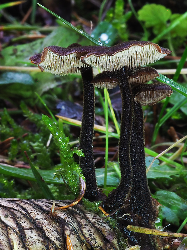 lopatovka obyčajná Auriscalpium vulgare Gray