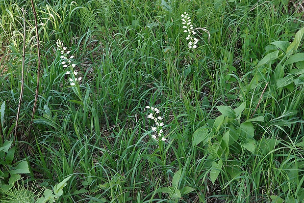 prilbovka dlholistá Cephalanthera longifolia (L.) Fritsch