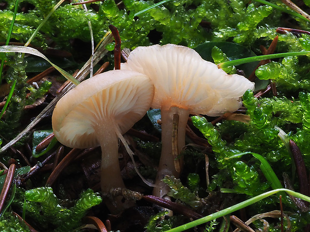 strmuľka voňavá Clitocybe fragrans (With.) P. Kumm.