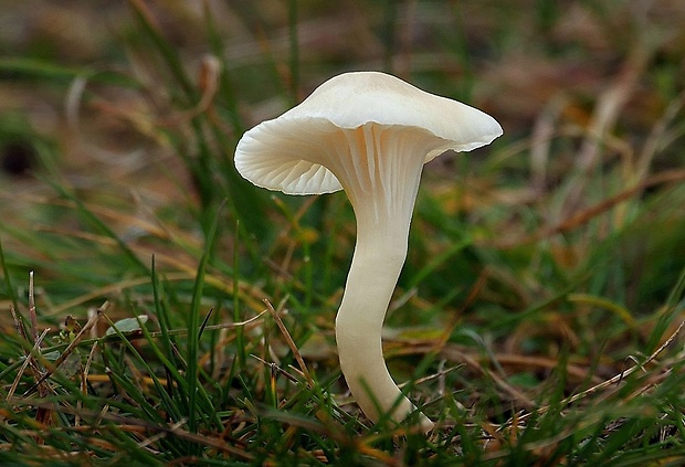 lúčnica snehobiela Cuphophyllus virgineus (Wulfen) Kovalenko