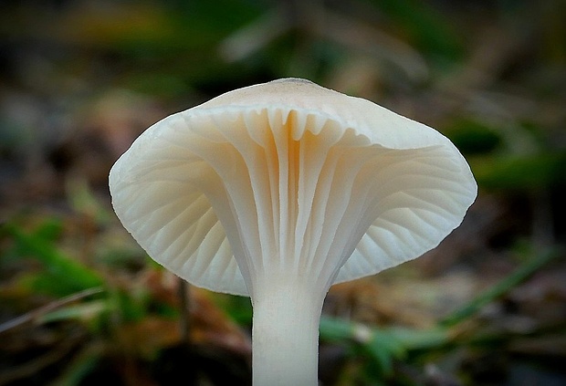 lúčnica snehobiela Cuphophyllus virgineus (Wulfen) Kovalenko