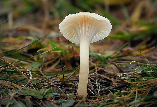 lúčnica snehobiela Cuphophyllus virgineus (Wulfen) Kovalenko