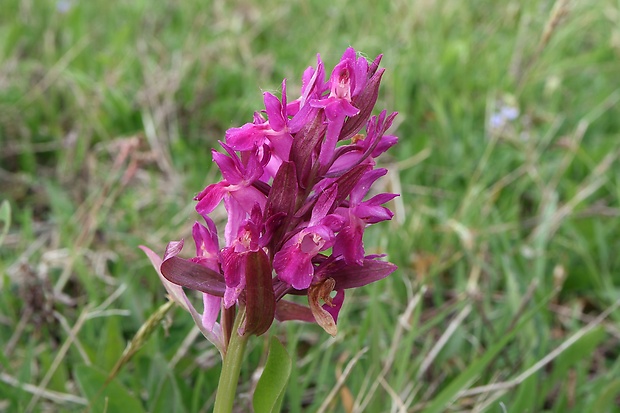 vstavačovec bazový Dactylorhiza sambucina (L.) Soó