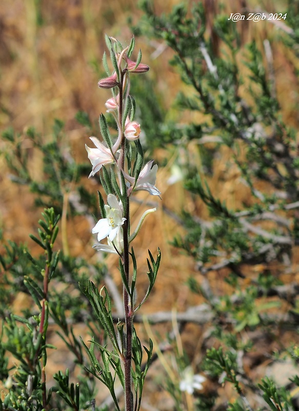 stračonôžka Delphinium rugulosum Boiss.