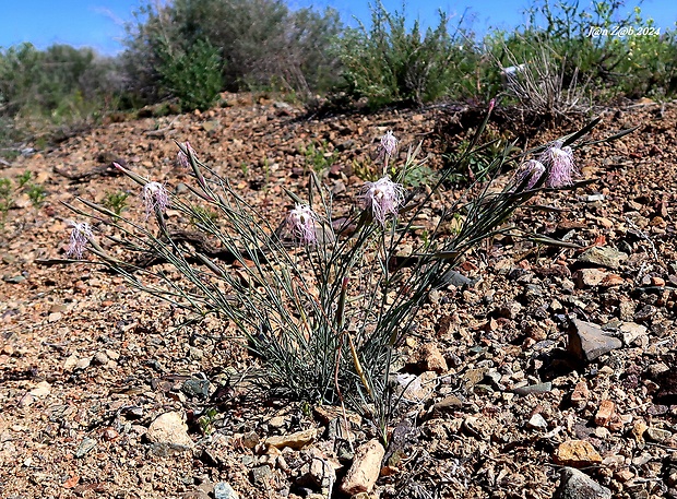 klinček Dianthus crinitus subsp. soongoricus (Schischk.) Kozhevn.