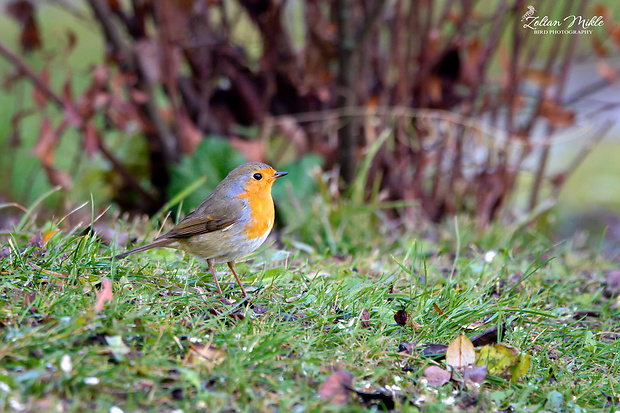 červienka obyčajná Erithacus rubecula