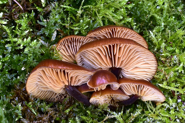 plamienka Flammulina sp.