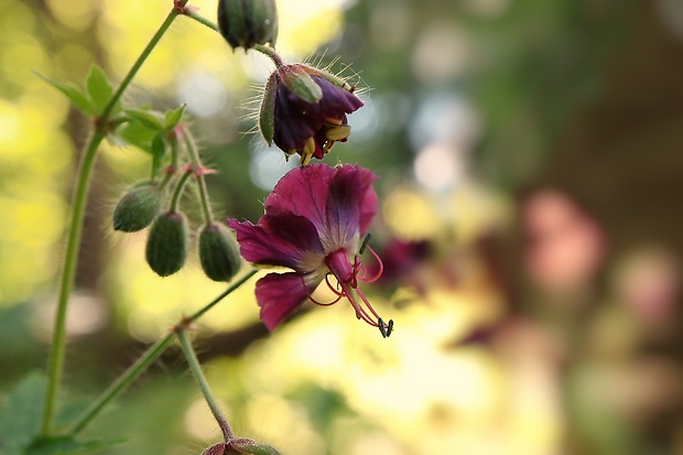 pakost hnedočervený Geranium phaeum L.