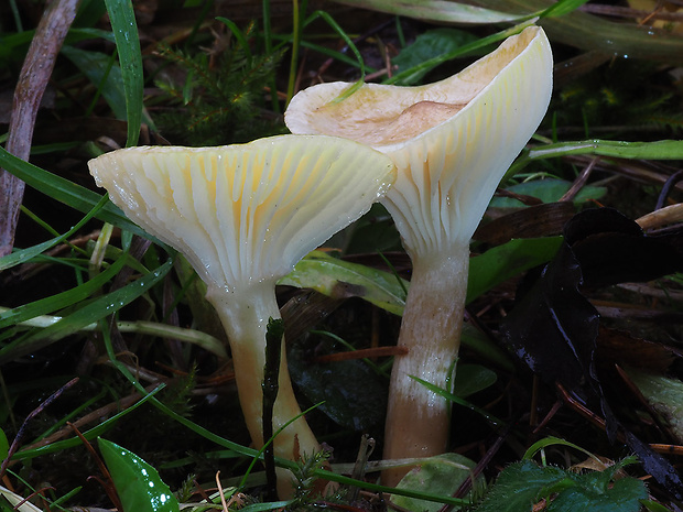 šťavnačka smrekovcová Hygrophorus lucorum Kalchbr.