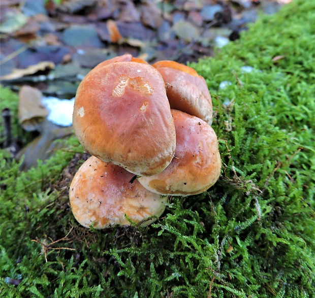 strapcovka zväzkovitá Hypholoma fasciculare (Huds.) P. Kumm.