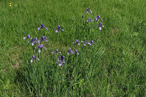 kosatec sibírsky Iris sibirica L.