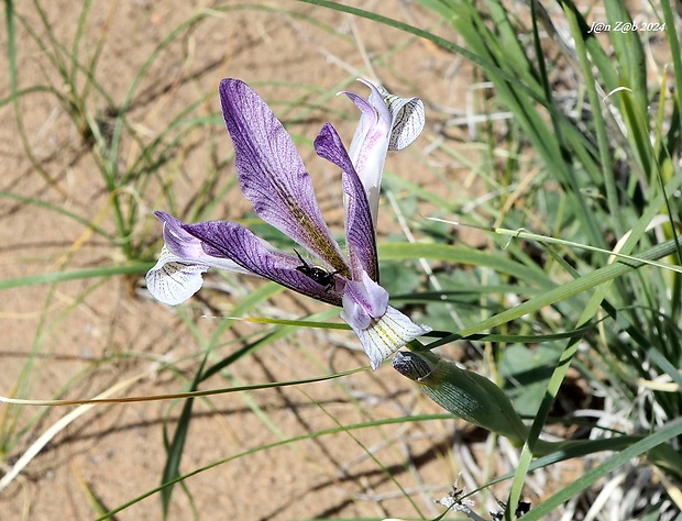 kosatec Iris songarica Schrenk