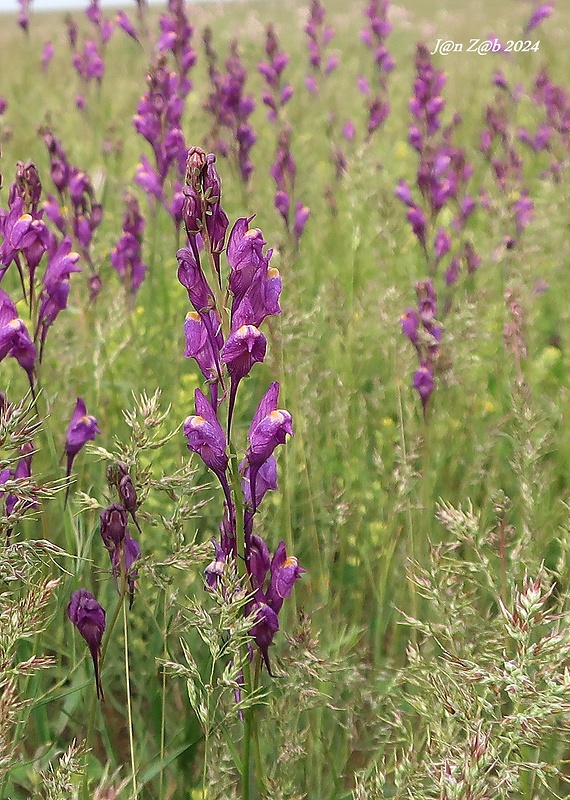 pyštek Linaria bungei Kuprian.