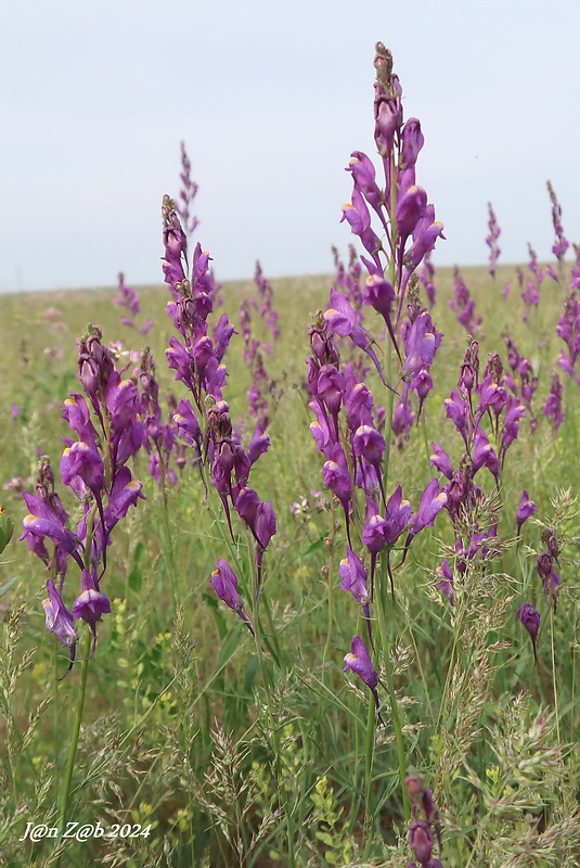 pyštek Linaria bungei Kuprian.