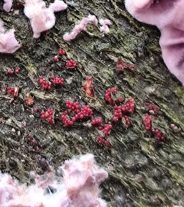 hlivka červená Nectria cinnabarina (Tode) Fr.