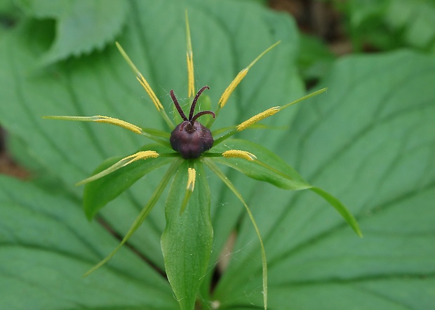 vranovec štvorlistý Paris quadrifolia L.