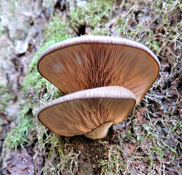 pňovka neskorá Sarcomyxa serotina (Pers.) P. Karst.