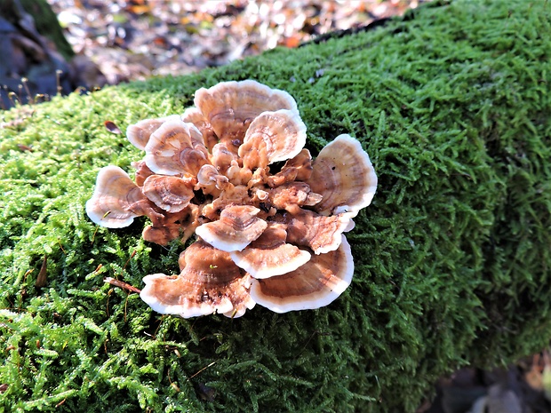 pevník chlpatý Stereum hirsutum (Willd.) Pers.