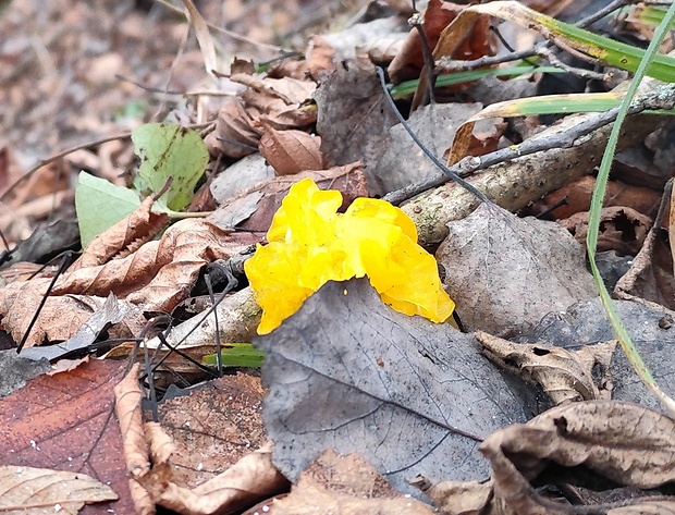 rôsolovka zlatožltá Tremella mesenterica Retz.