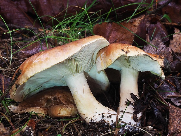 čírovka plavohnedá Tricholoma fulvum (Fr.) Bigeard & H. Guill.