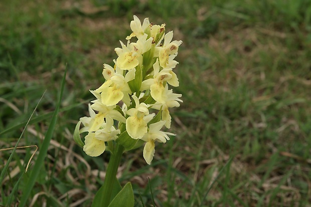 vstavačovec bazový Dactylorhiza sambucina (L.) Soó