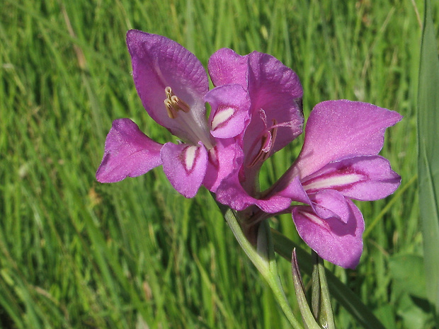 mečík močiarny Gladiolus palustris Gaudin