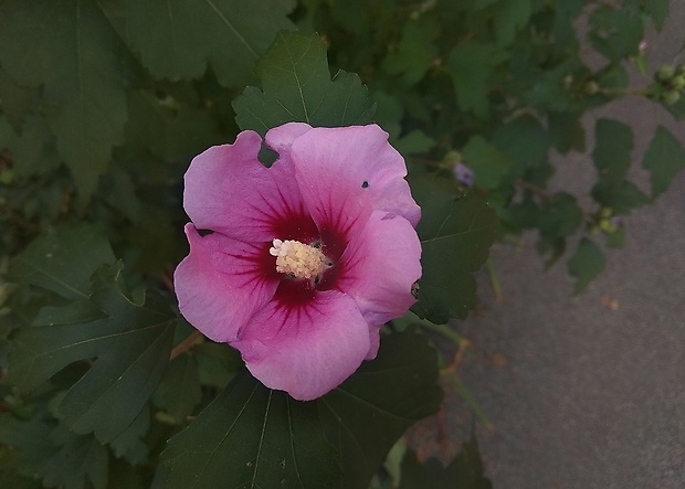 ibištek sýrsky Hibiscus syriacus L.